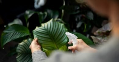 Deixe suas plantas mais lindas com estes cuidados