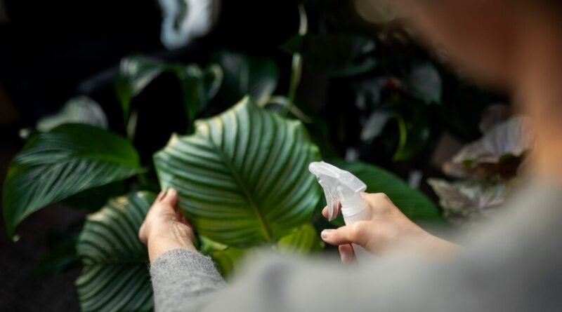 Deixe suas plantas mais lindas com estes cuidados