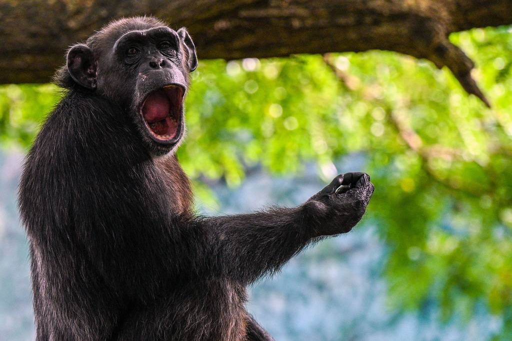 Entre chimpanzés, comportamento de urinar pode ser contagioso, diz estudo