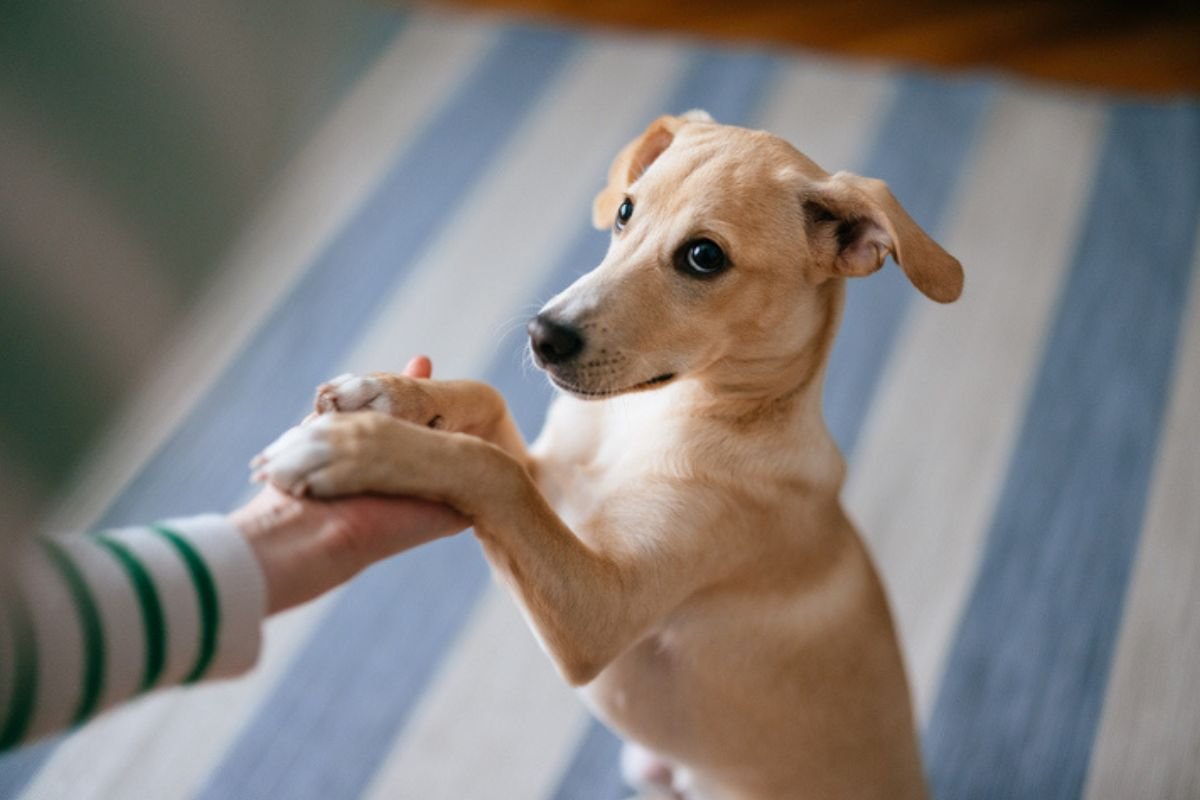 Estudo: estresse dos tutores pode afetar a resposta emocional dos cães