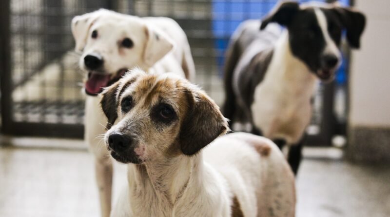 HVEP e Zoonoses recebem doações para ajudar cães resgatados de maus-tratos