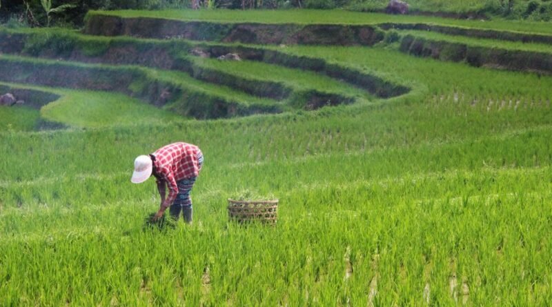 Investimento no agro ajuda a enfrentar mudanças climáticas, aponta Davos