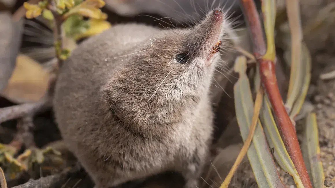 Mamífero raro da Califórnia é fotografado pela primeira vez