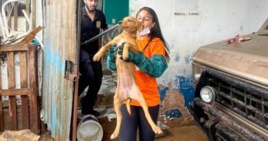 cachorro abandonado