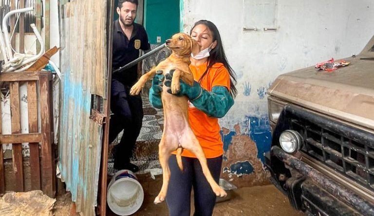 cachorro abandonado