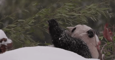 Pandas brincam na neve em zoológico de Washington após forte nevasca; veja vídeo