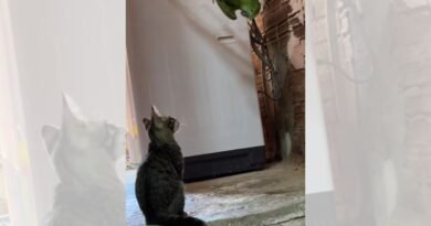 papagaio atiçando gato