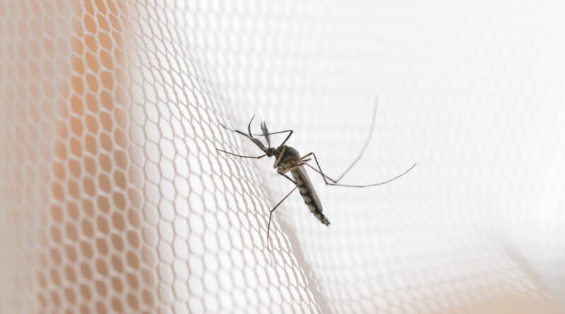 Mosquito da dengue