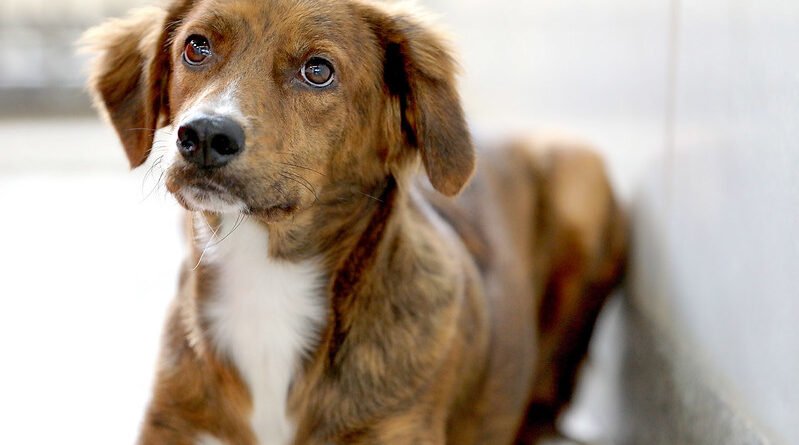 Viroses caninas no verão: como proteger os cães contra as doenças virais