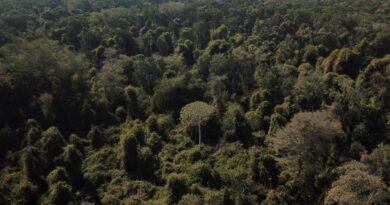 COP30 em Belém: entenda o papel do Brasil e da Amazônia na agenda climática