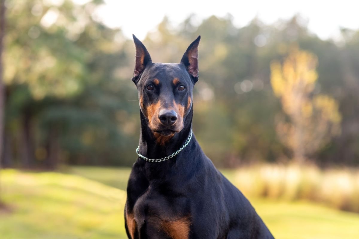 Cães da raça dobermann são violentos? Veja mitos e verdades desse pet