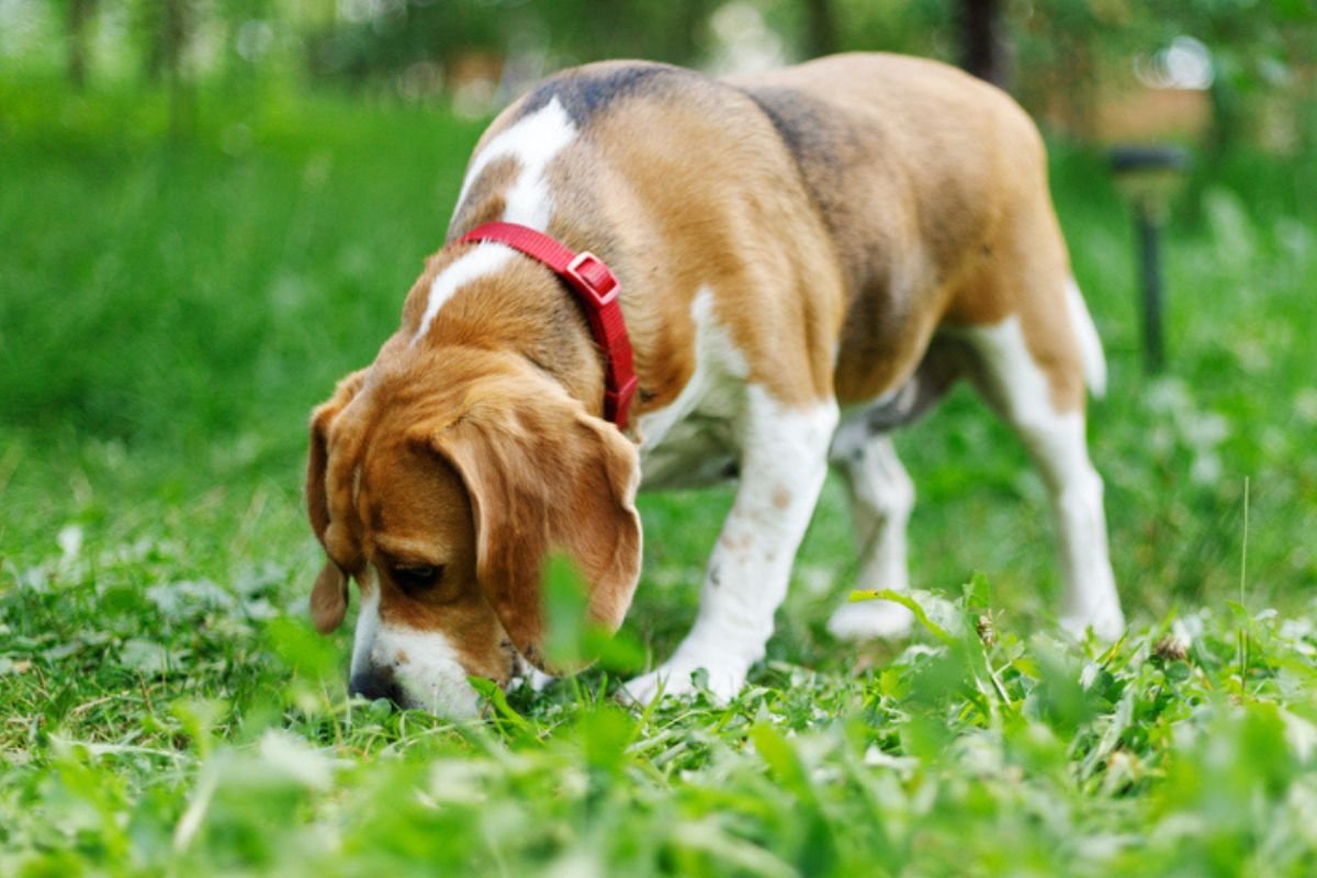 Descubra quais as raças de cachorro perfeitas para áreas rurais