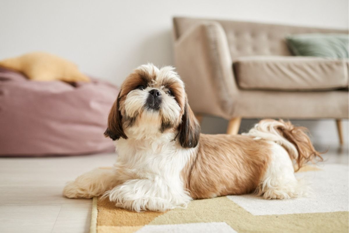 Descubra uma doença comum em cães “orelhudos” e como tratá-la