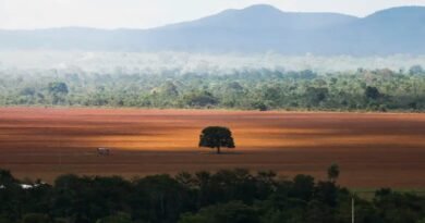 cerrado