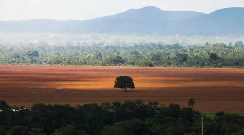 cerrado