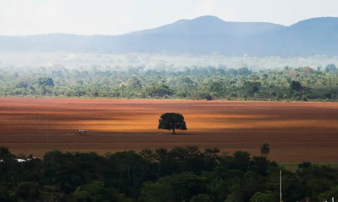 Desmatamento no Cerrado caiu 33% em 2024, mas ainda é elevado