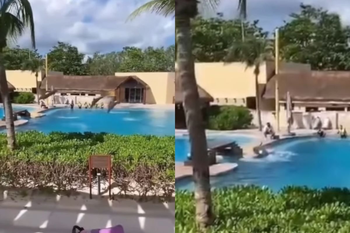 Golfinho morre após saltar de tanque e bater em concreto em resort