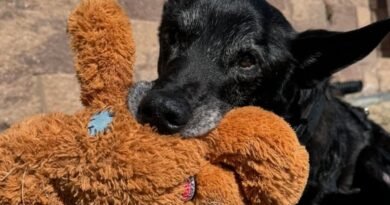 Hurricane, cão policial mais condecorado dos EUA, morre aos 16 anos