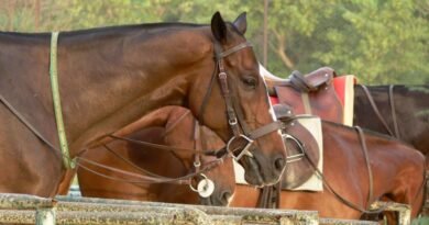 Pôneis são geneticamente alterados para competições de polo; entenda