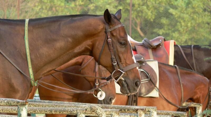 Pôneis são geneticamente alterados para competições de polo; entenda