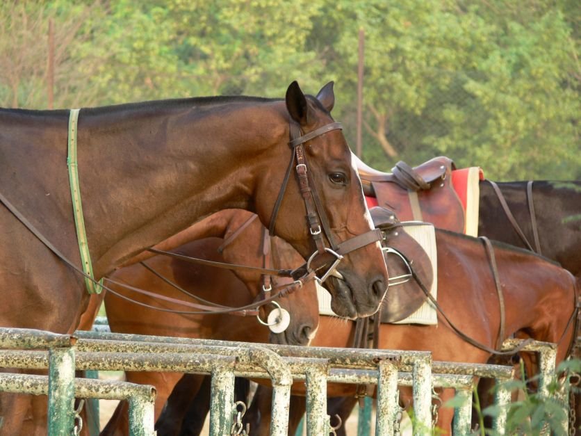 Pôneis são geneticamente alterados para competições de polo; entenda