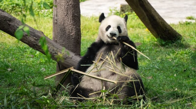 Por que pandas comem bambu mesmo tendo “intestinos carnívoros“? Entenda