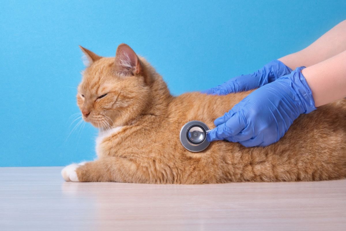 Veterinário dá dicas de primeiros socorros para cães e gatos; confira