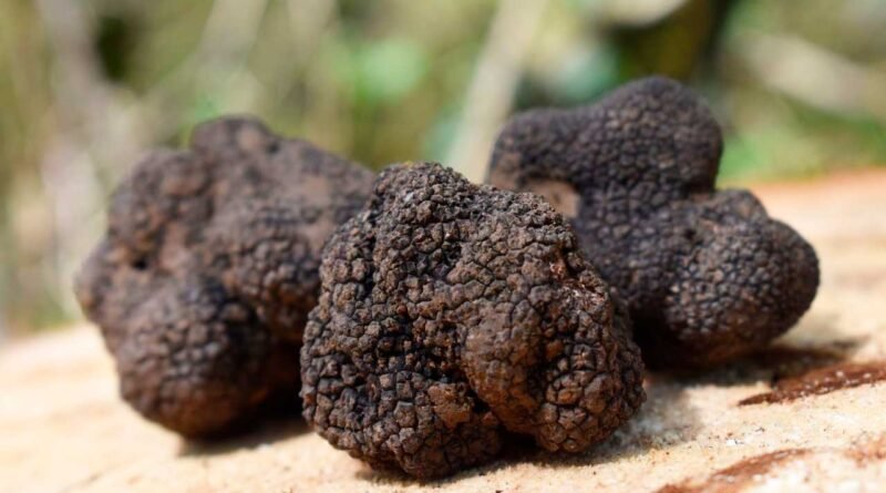 Caça às trufas: Piselli Brasília lança menu especial para aniversário de um ano da casa no mês de junho