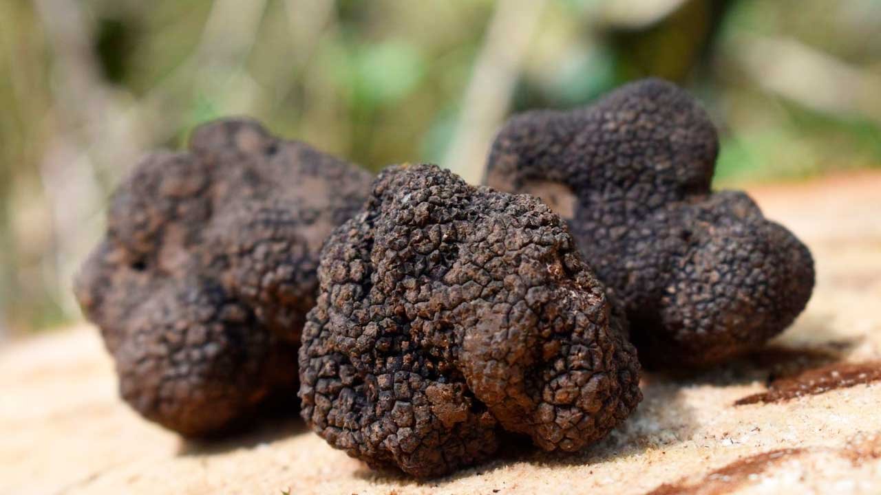 Maiores e mais aromáticas, trufas do Brasil conquistam espaço entre chefs