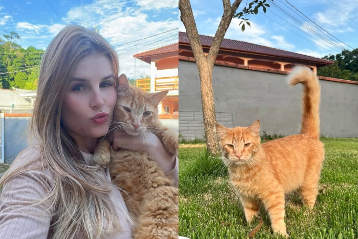 Mulher desabafa após ex-tutora exigir devolução de gato “abandonado”