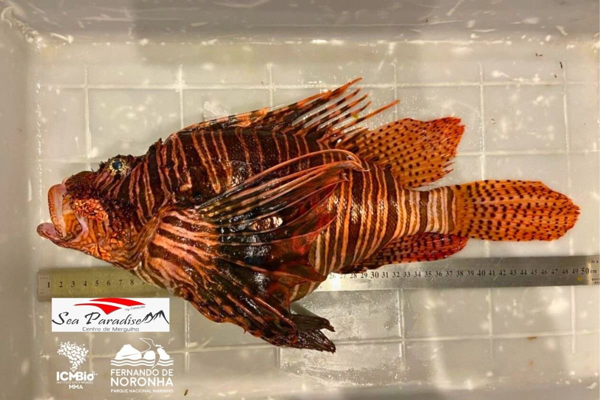 Peixe-leão gigante é capturado e gera alerta em Fernando de Noronha