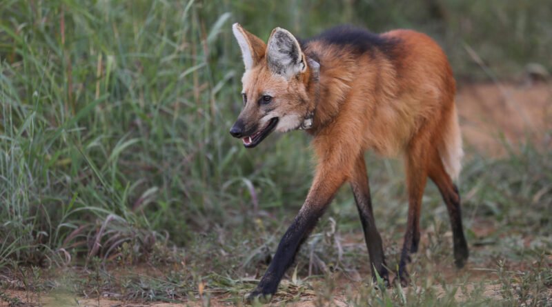 Vídeo: Lobo-guará é avistado novamente no Lago Sul